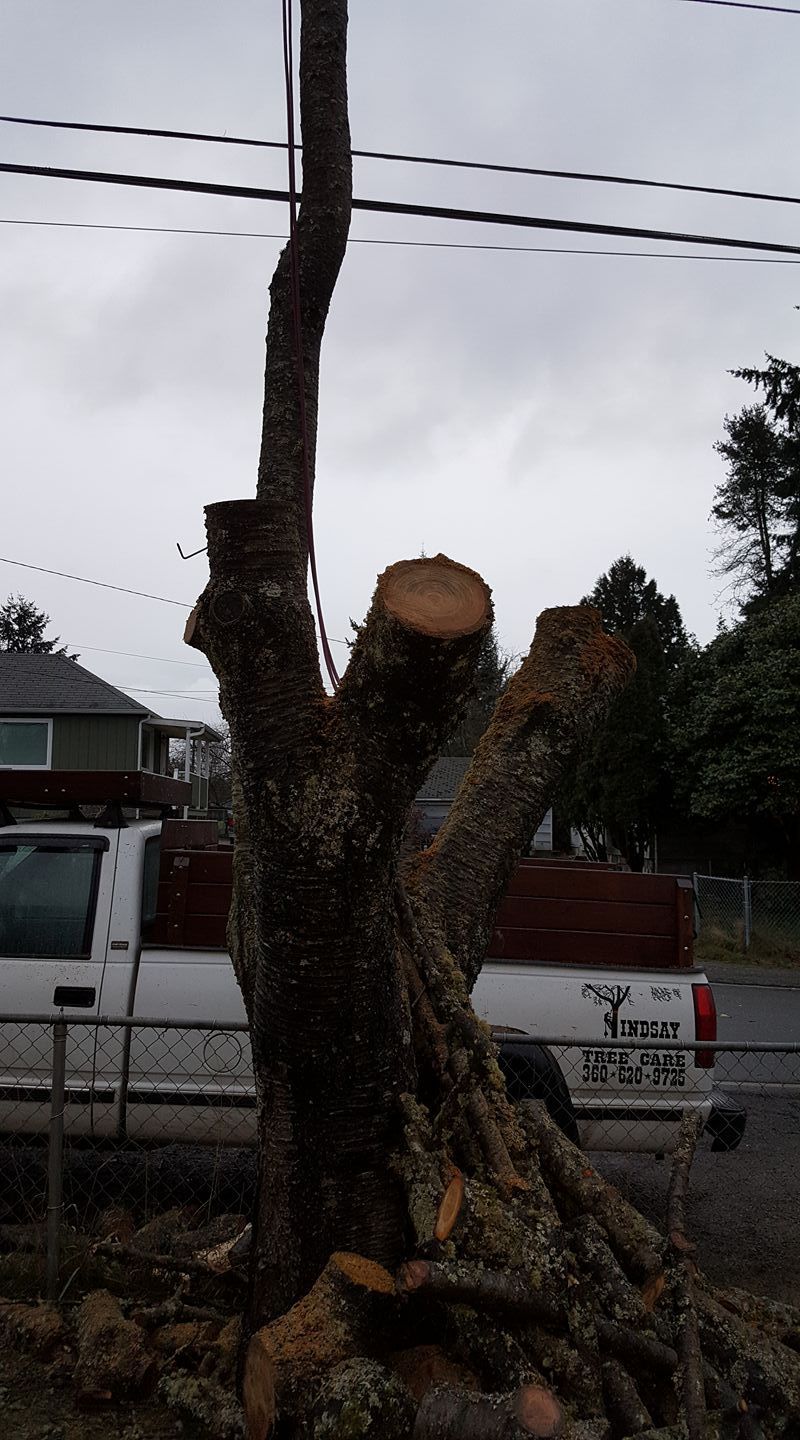 A white truck is parked next to a tree that has been cut down.