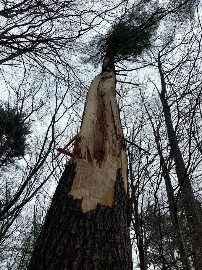A tree that has been damaged by a storm in the woods.