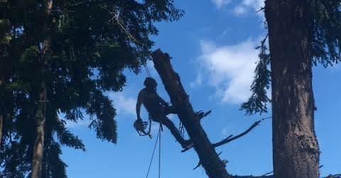 A man is climbing a tree with a chainsaw.