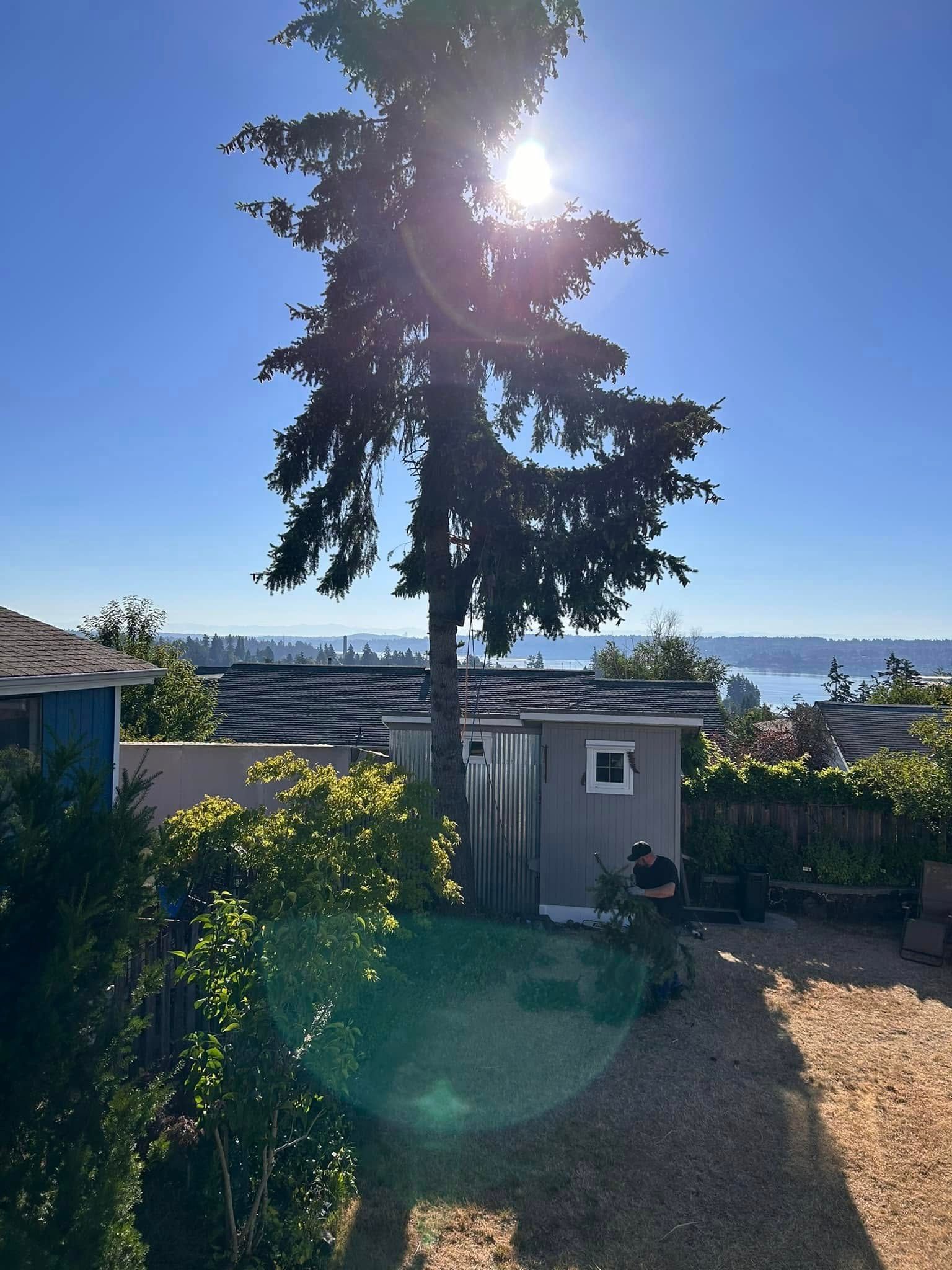 The sun is shining through the trees in the backyard