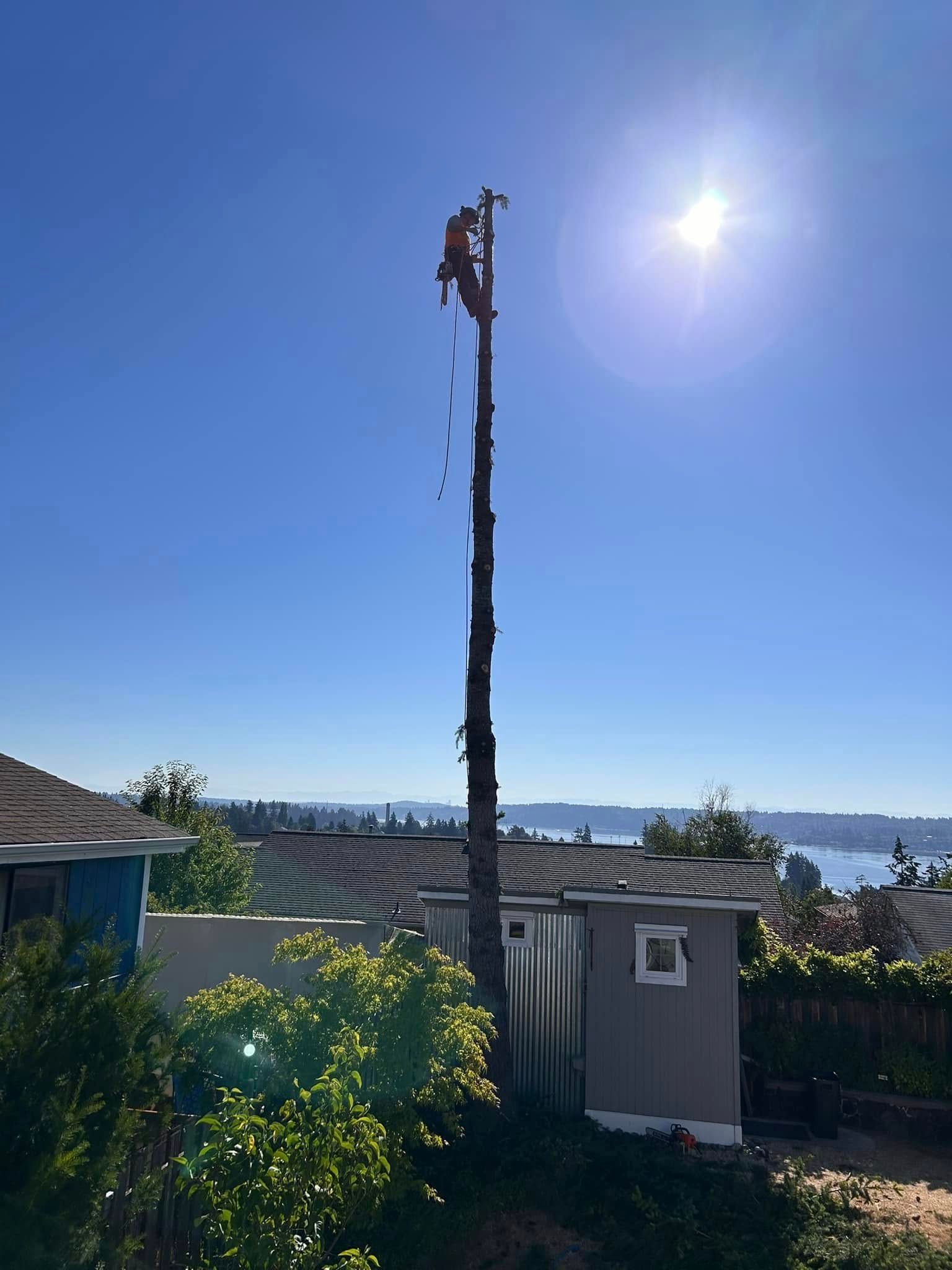 A man is climbing a tree in front of a house.