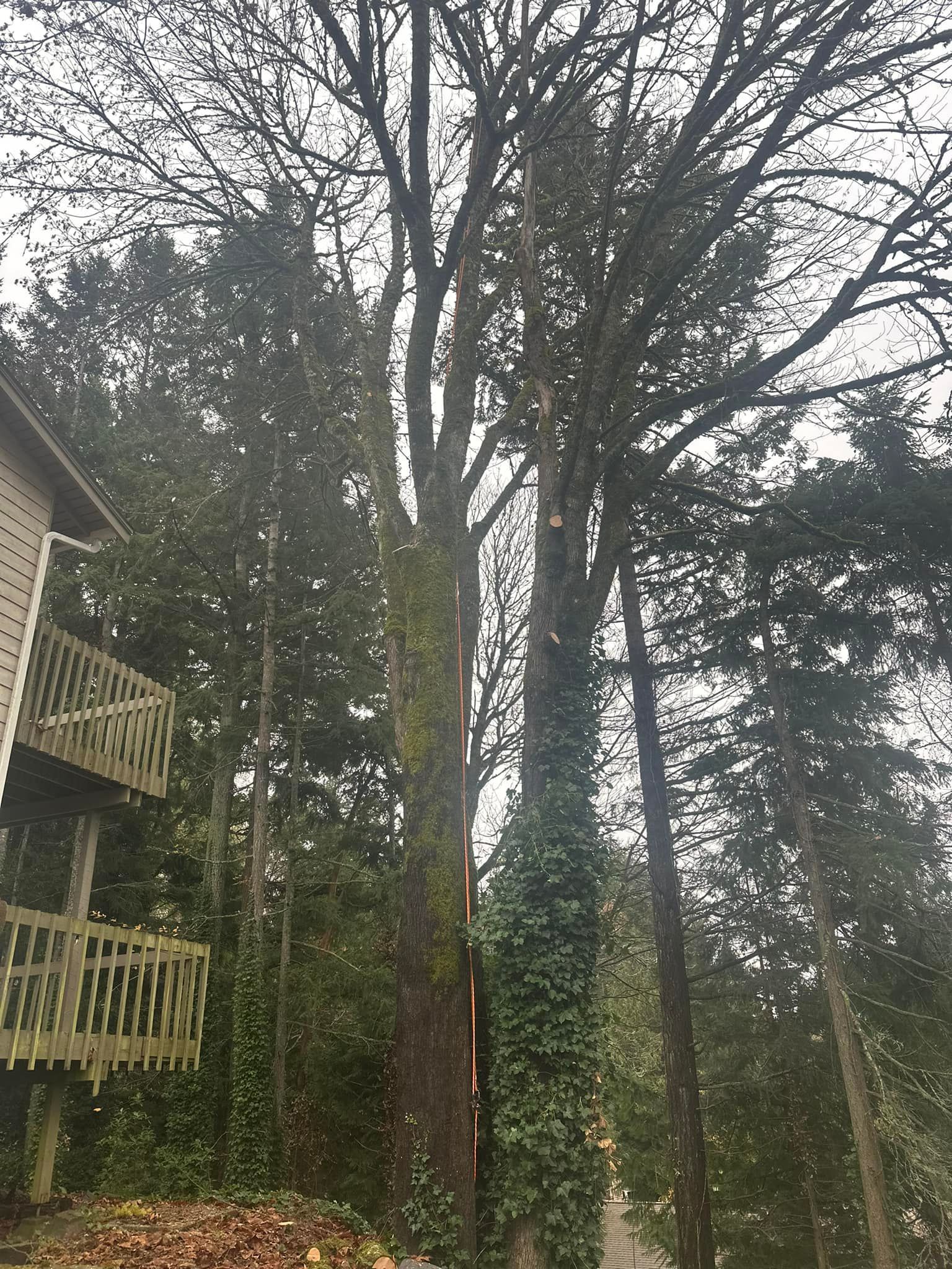 A tree is being cut down in front of a house in the woods.