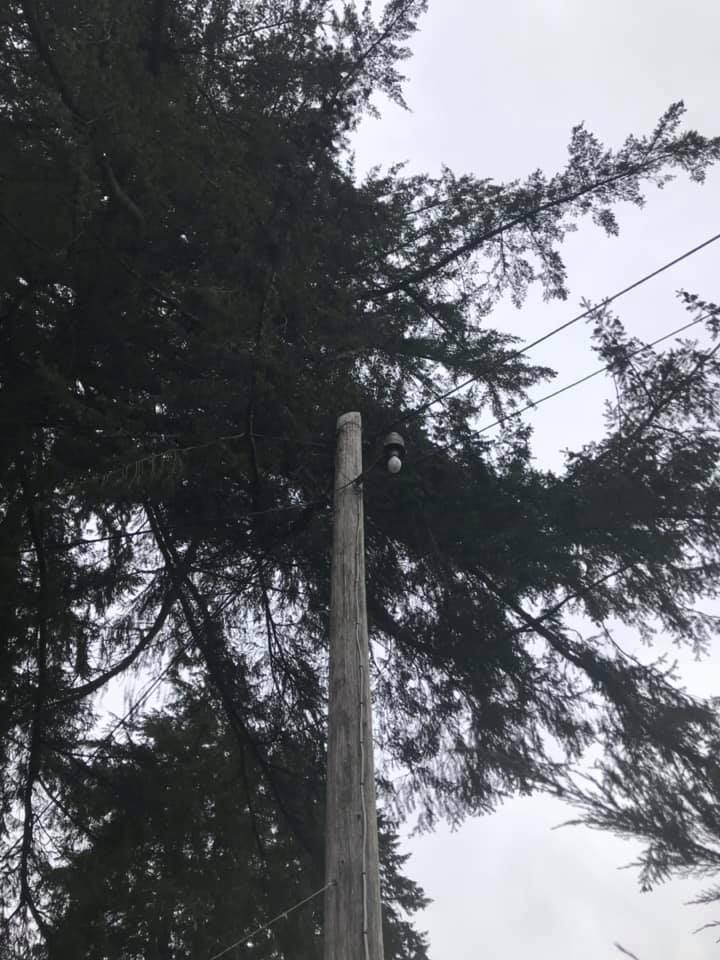 A telephone pole with a tree in the background