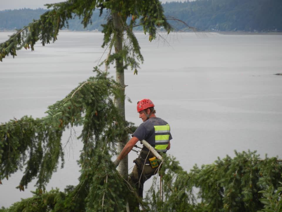 A man is climbing a tree overlooking a body of water.