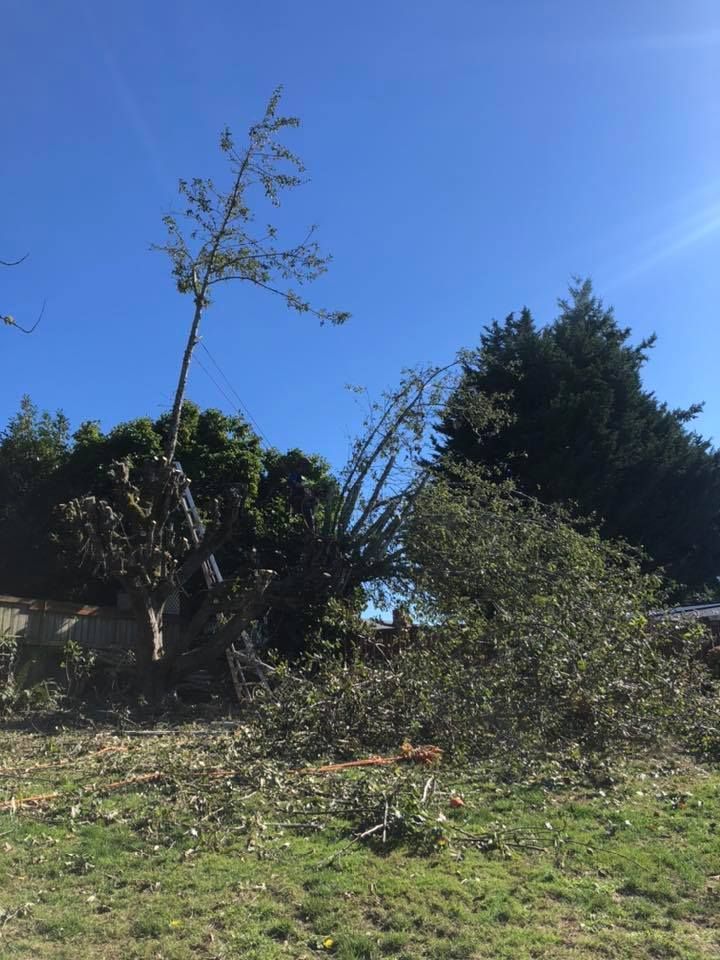 A fallen tree in a field with a blue sky in the background.