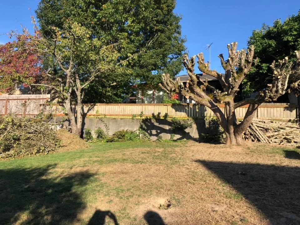 A shadow of a person is cast on a tree in a yard.