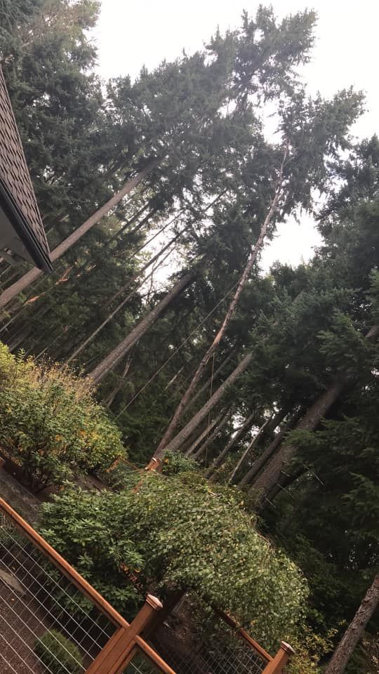 A view of a forest from a deck looking up at the trees.