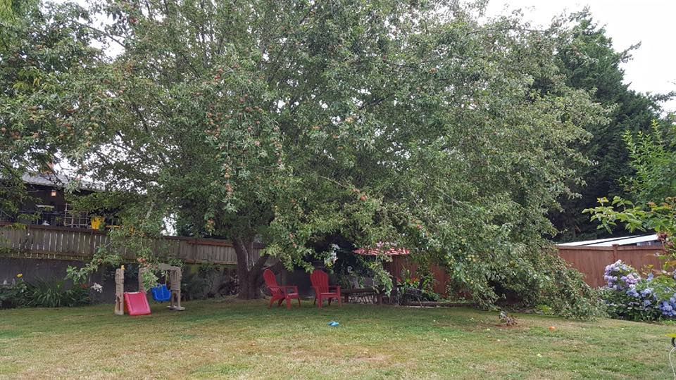 A large tree is in the middle of a lush green yard.