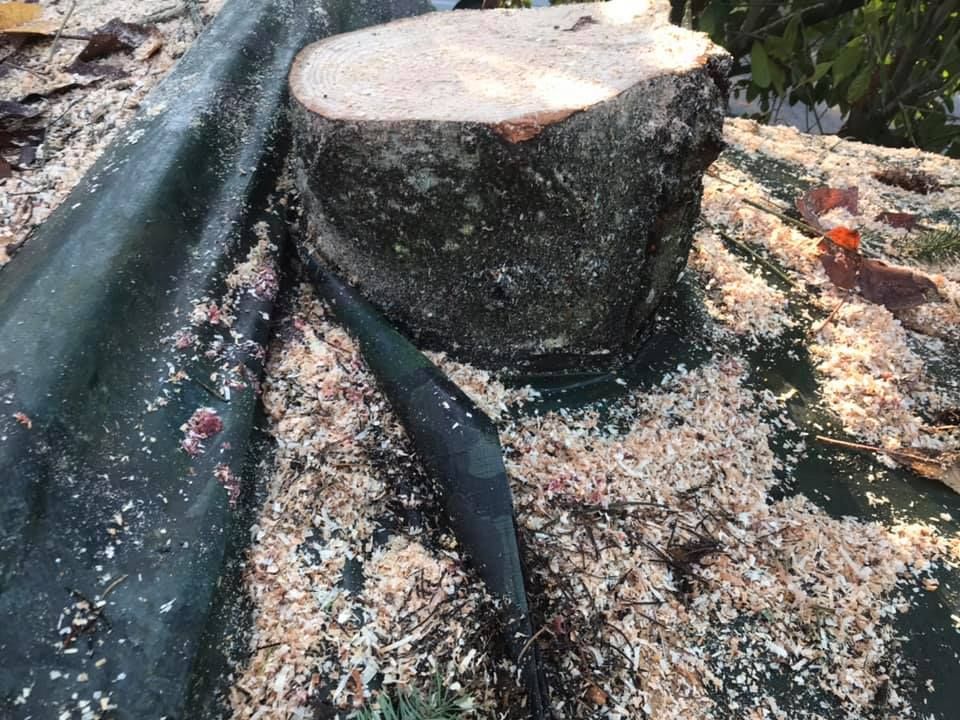 A tree stump is sitting on top of a pile of wood chips.