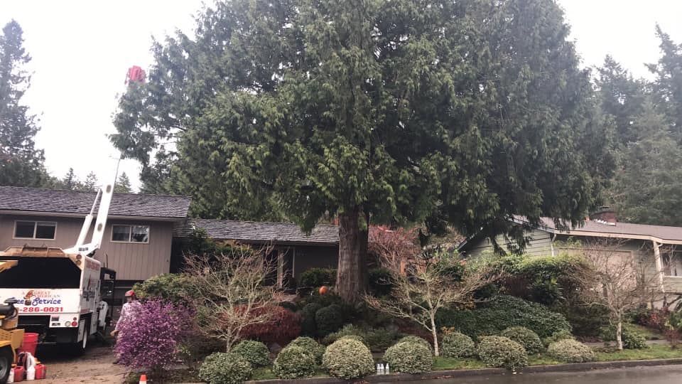 A large tree is being cut down in front of a house.