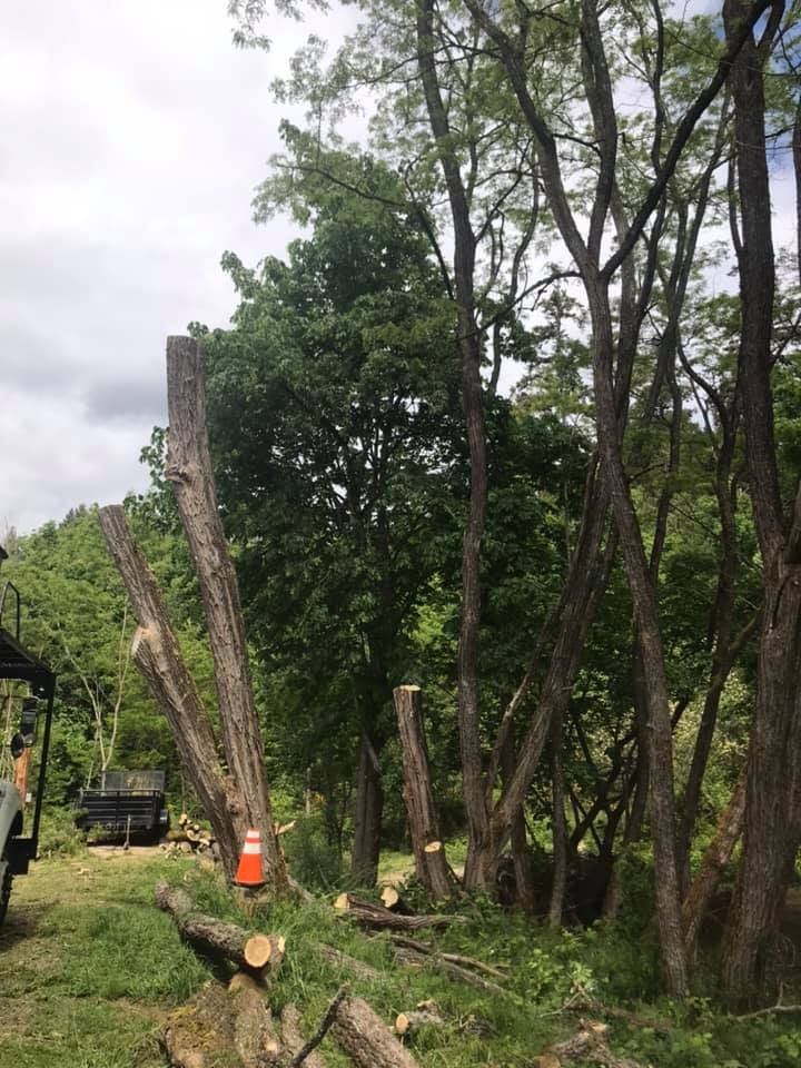 A large tree stump is sitting in the middle of a forest.