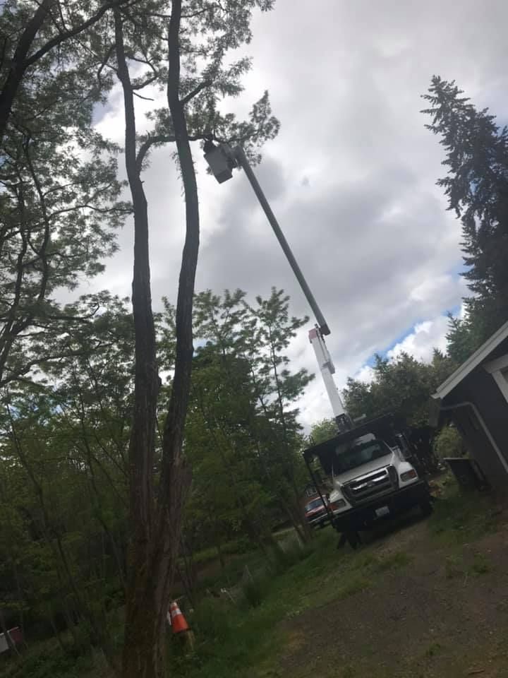 A crane is cutting a tree in a yard.
