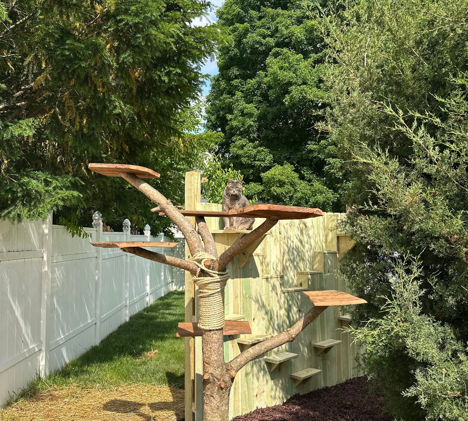 Cat on a wooden tree platform in a backyard with a white fence and green trees.
