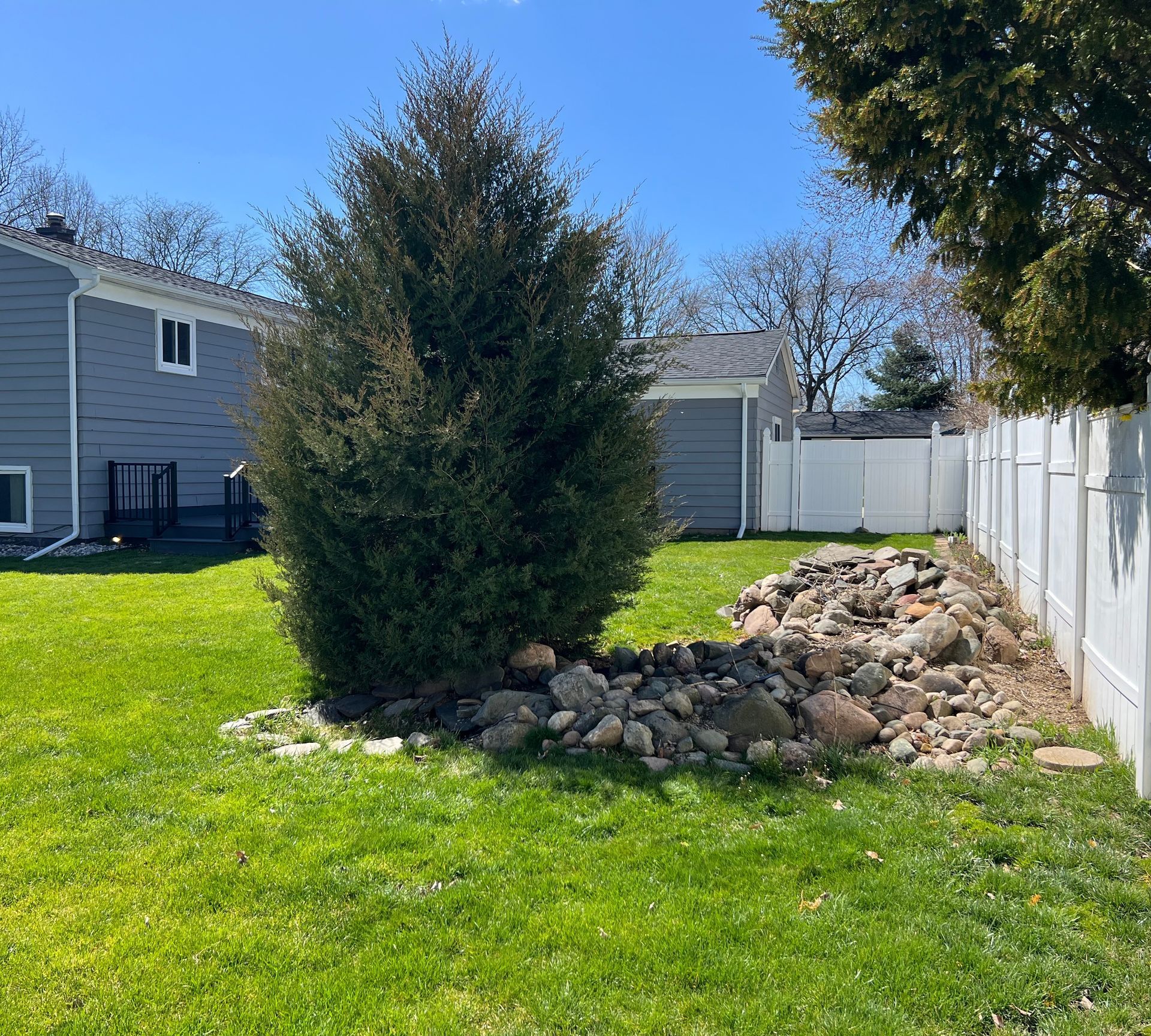 Lush green yard with a large evergreen tree surrounded by rocks next to a white fence.