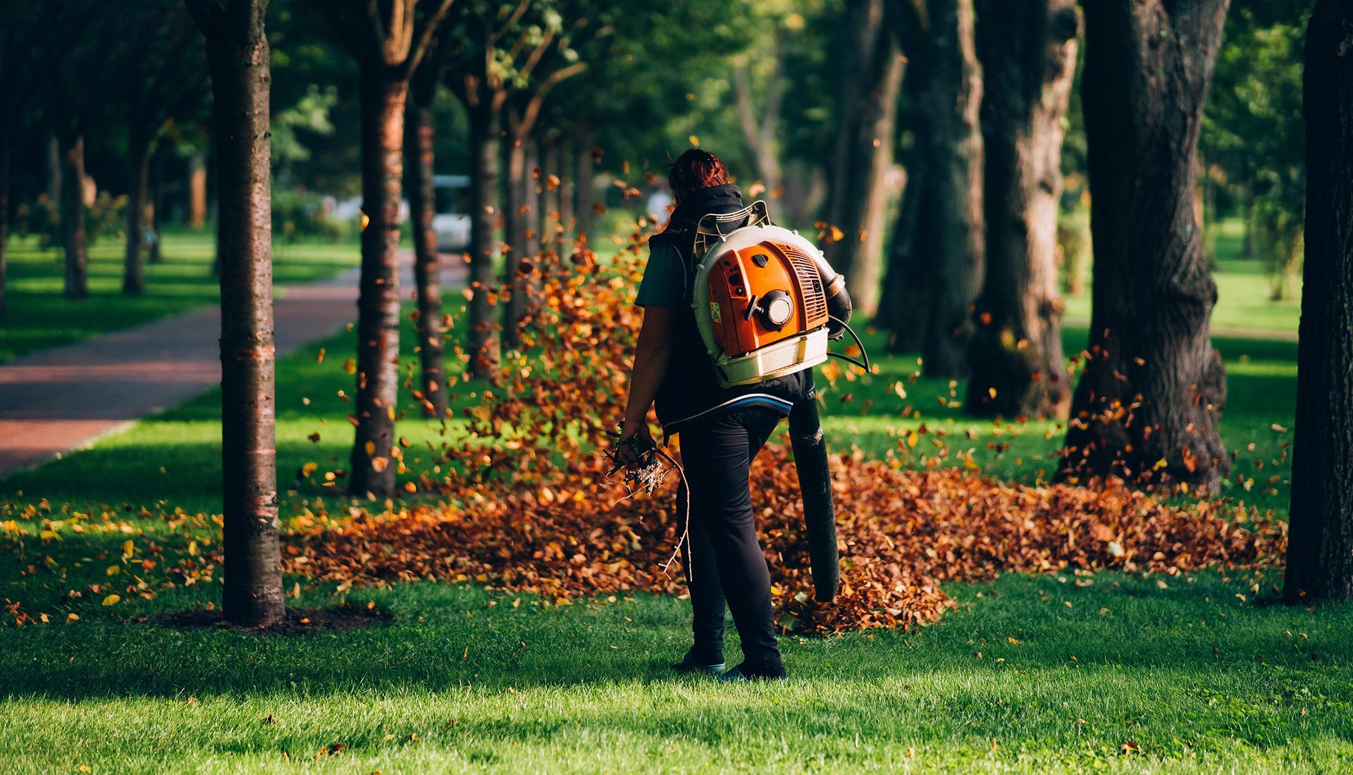 Person using leaf blower in a park, blowing fallen leaves; trees and green grass visible.