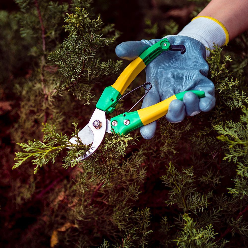 Tree Pruning