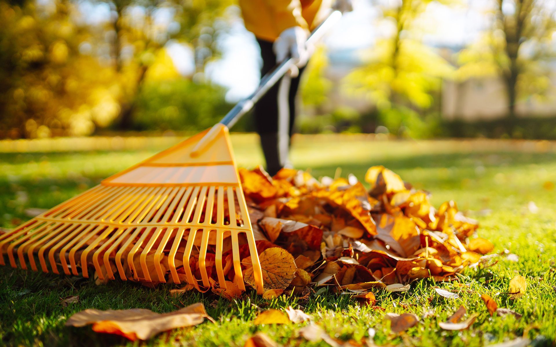 Person raking autumn leaves on a grassy lawn in sunlight.