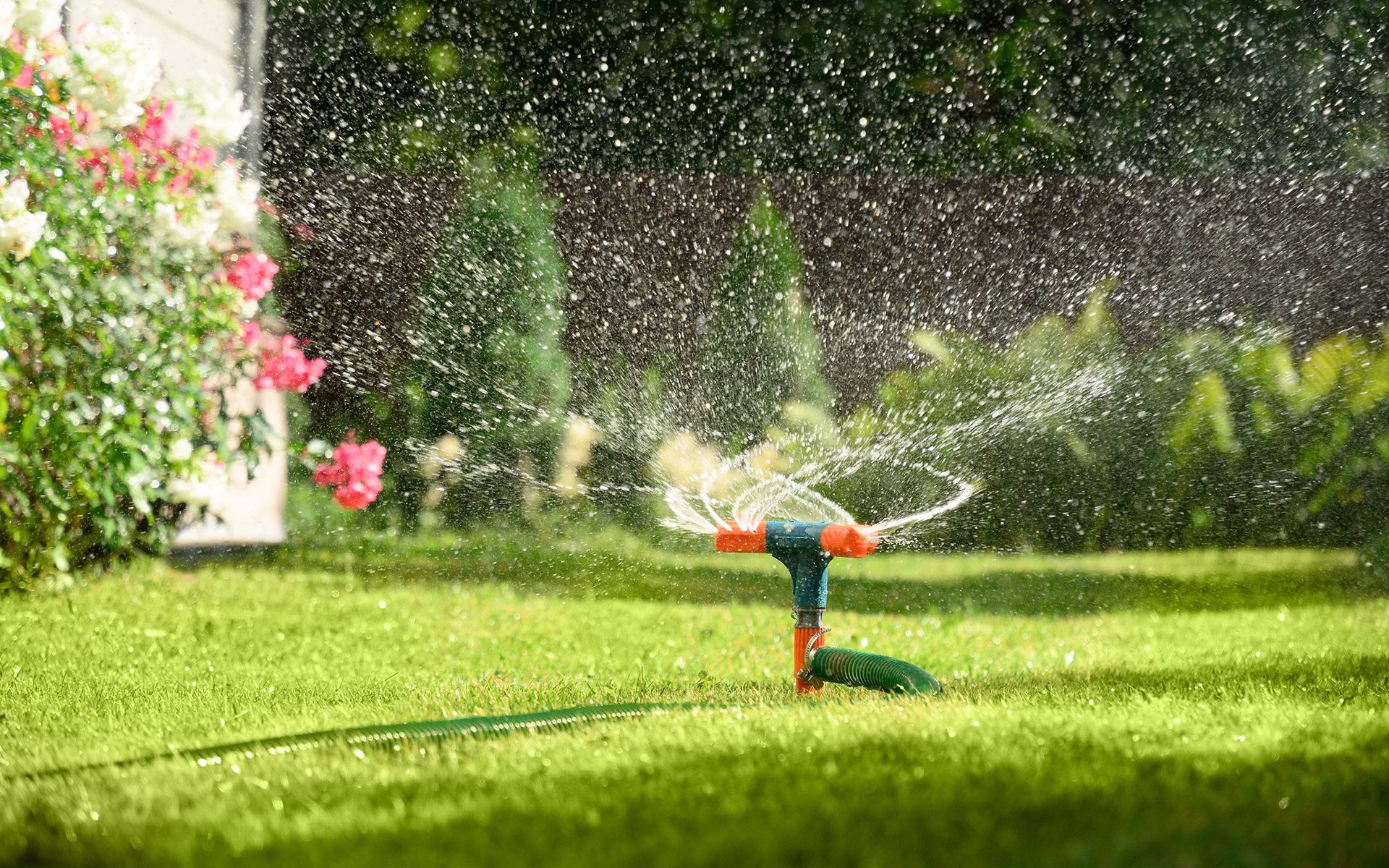 Lawn sprinkler spraying water on green grass with flowers in the background.
