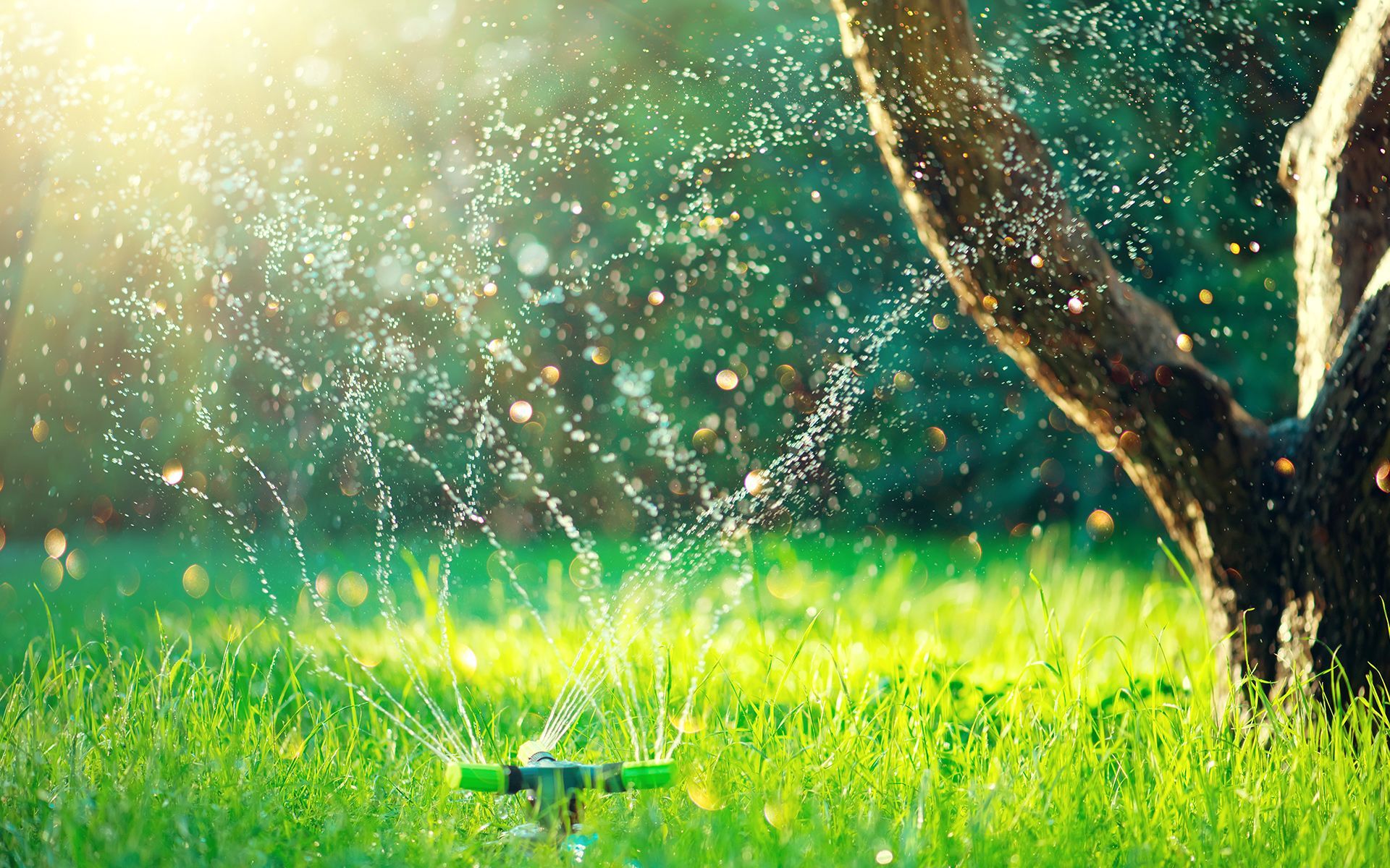 Sprinkler watering lush green grass, with a tree in the background. Sunlight glistens on the water.