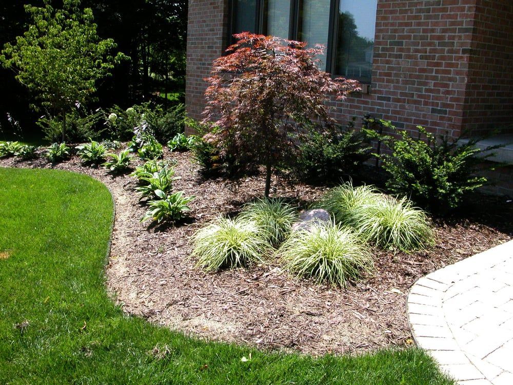 Landscaped front yard with Japanese maple tree, decorative grasses, and mulch bed.