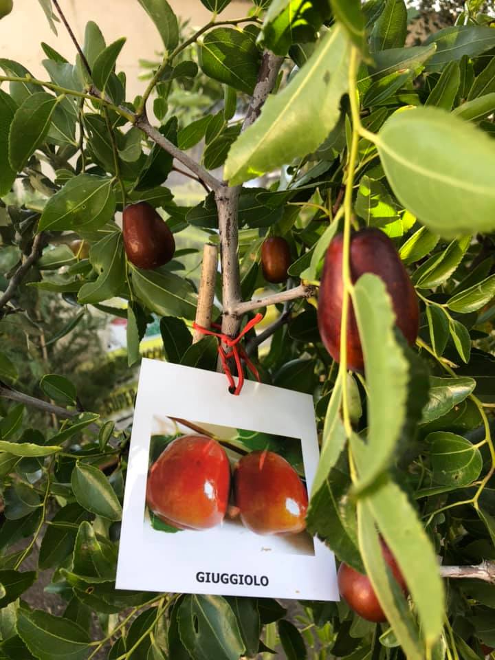 il giardino dei desideri