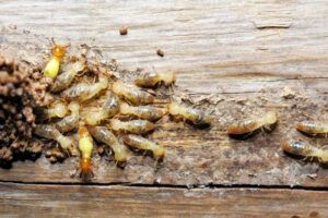 A bunch of termites are crawling on a wooden surface.