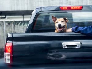 A dog is sticking its head out of the back of a truck.