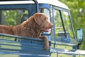 A brown dog is sitting in the back of a blue truck.