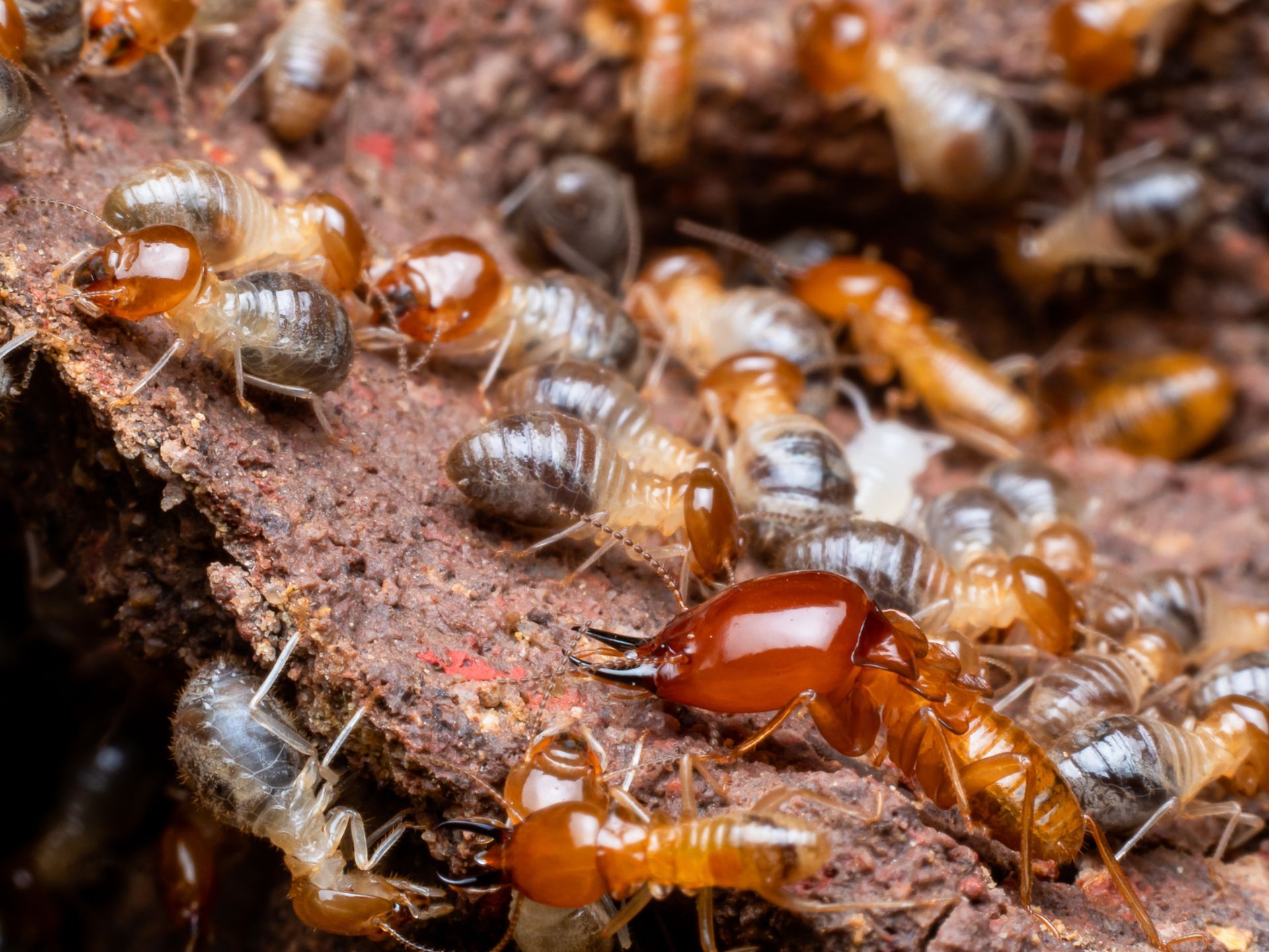 A bunch of termites are crawling on a wooden surface.