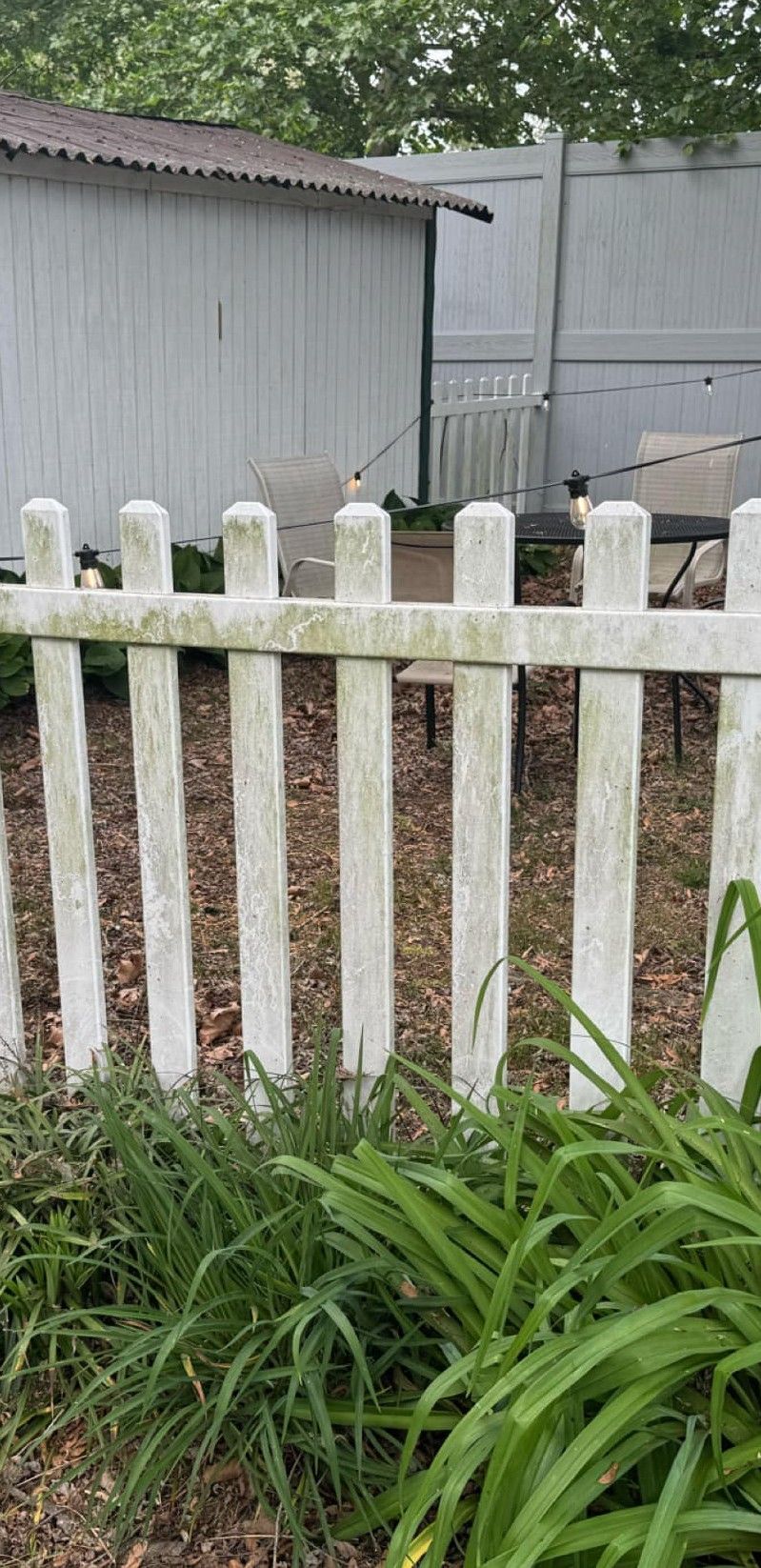 White picket fence in front of a gray shed and gated backyard, with tall grass in the foreground