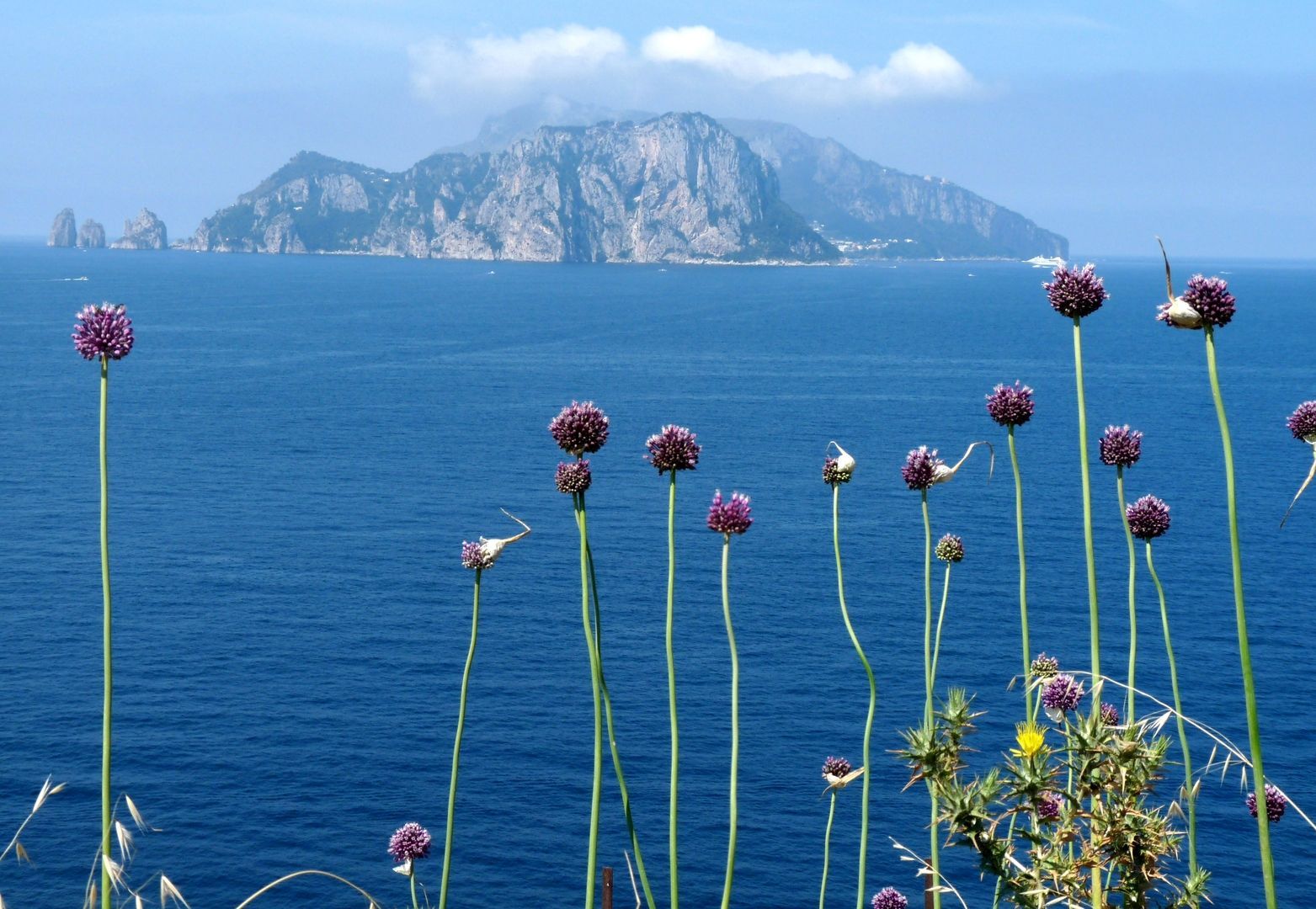 Purple wildflowers in the foreground overlooking the deep blue sea toward a mountainous island under a hazy sky.