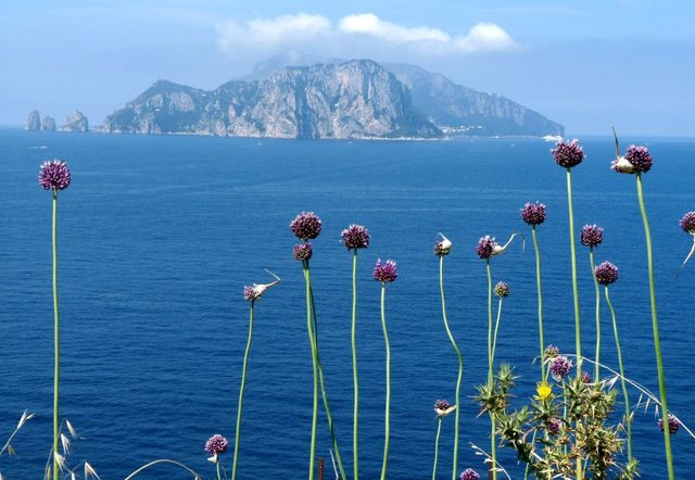 Purple wildflowers in the foreground overlook the deep blue Mediterranean sea toward the island of Capri, Italy.