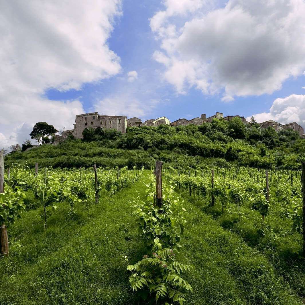In primo piano, rigogliosi filari di vigneti verdi conducono a un villaggio in cima a una collina, sotto un cielo azzurro e nuvoloso.