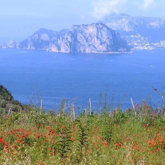 In primo piano, un campo di fiori rossi si affaccia su un mare blu calmo e sull'isola rocciosa e montuosa di Capri, in Italia.