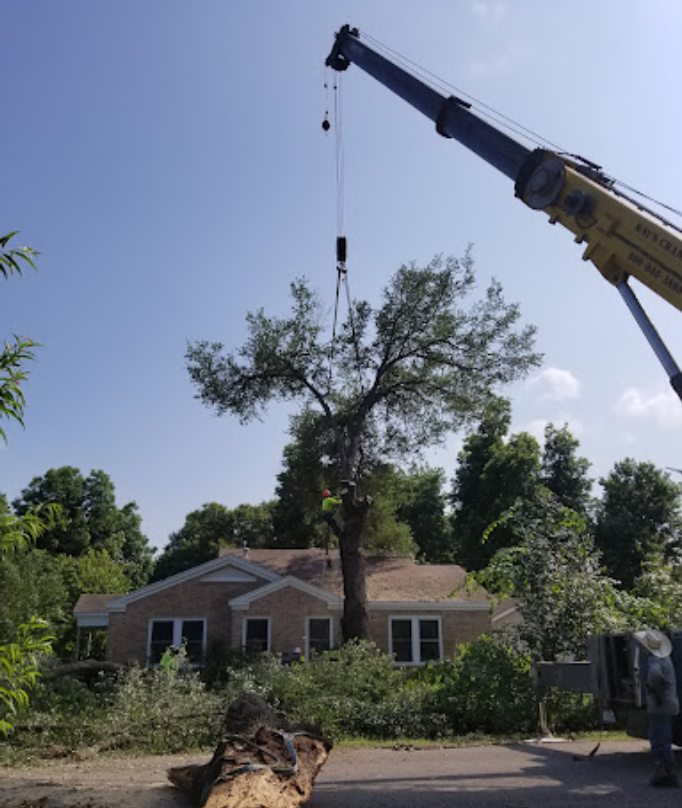 A crane is lifting a tree in front of a house