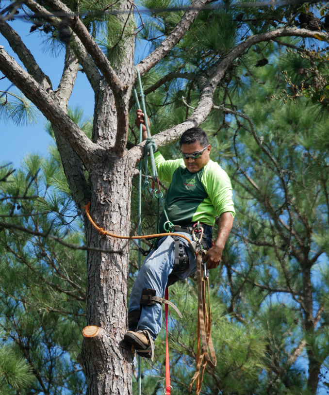 A man is climbing a tree with a rope around his waist