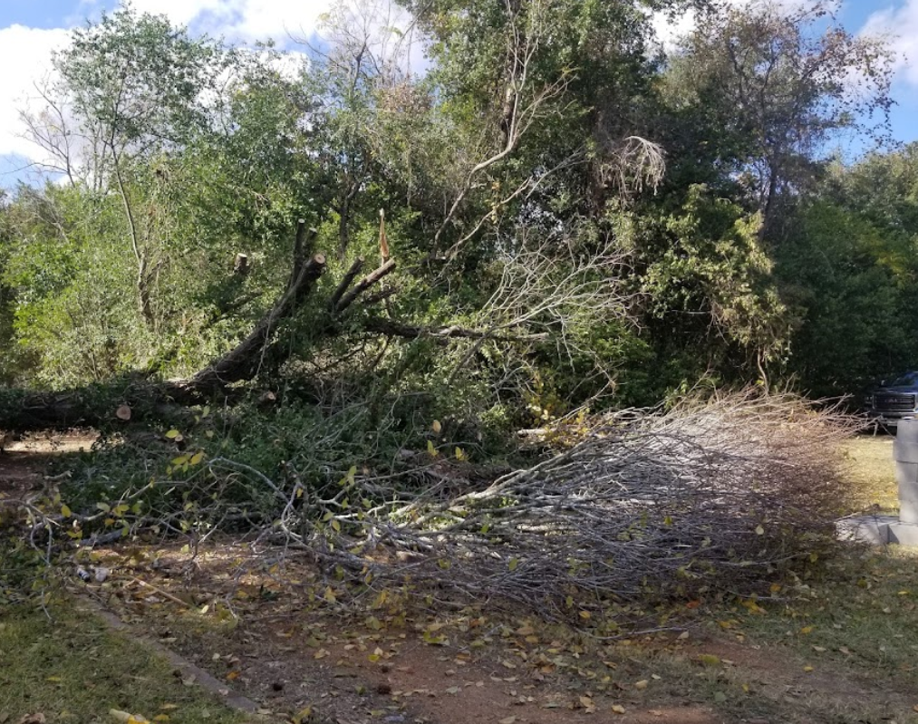 A large tree that has fallen in the middle of a forest.