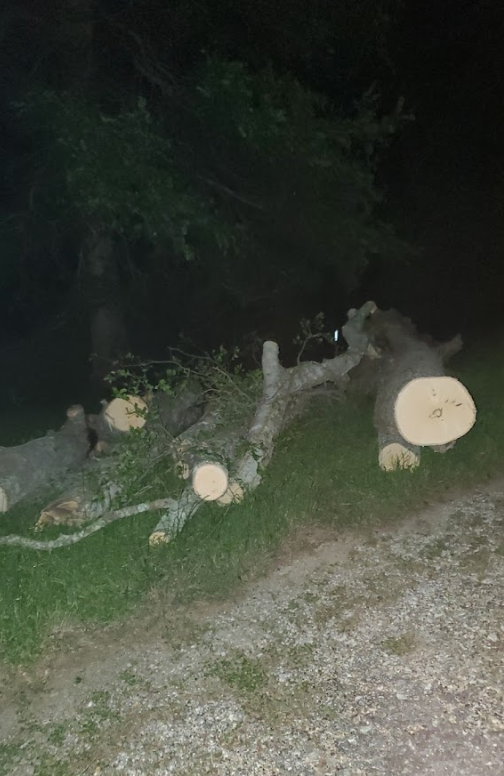 A large tree trunk is laying on the ground in the dark.