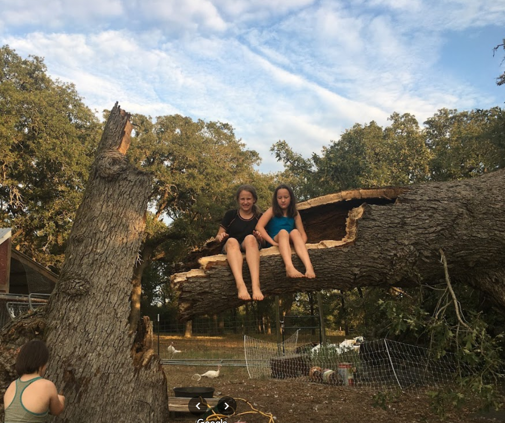 Two girls are sitting on a fallen tree branch