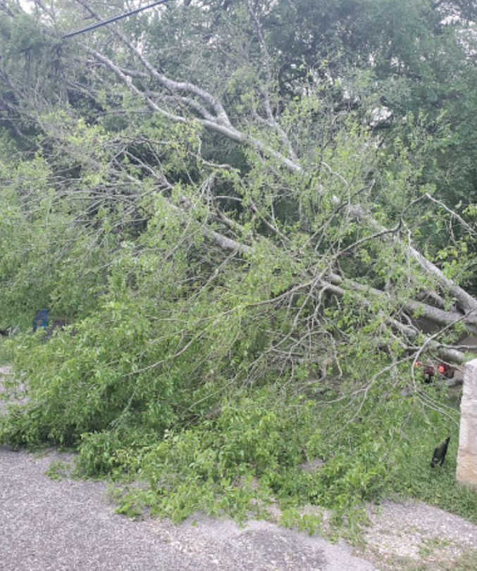 A tree that has fallen on the side of the road.