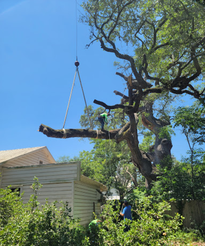 A large tree branch is being lifted by a crane.
