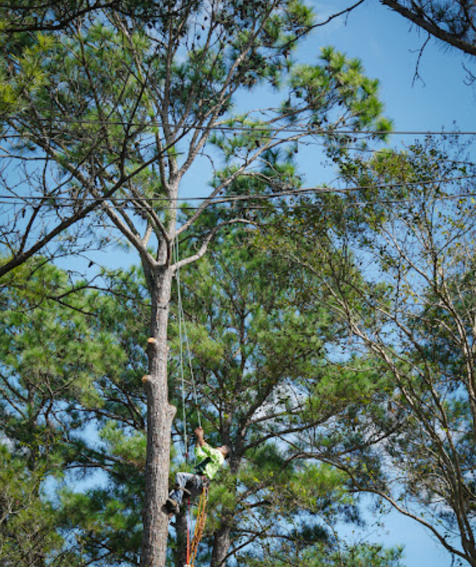 A man is climbing up a tree with a chainsaw.