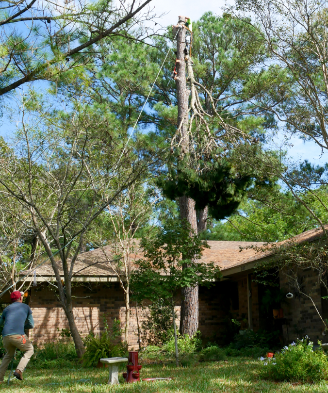 A man is climbing a tree in front of a house.