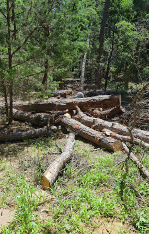 A pile of logs in the middle of a forest.