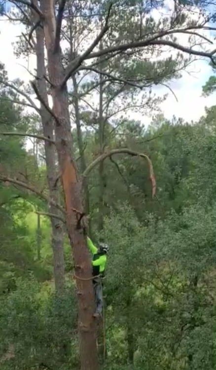 A man is climbing a tree in the woods.