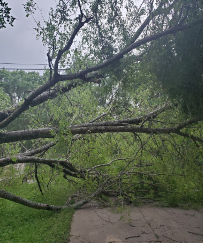 A tree that has fallen on the side of a road