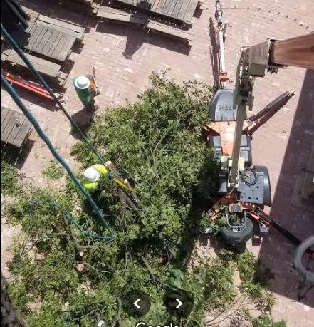 An aerial view of a tree being cut down by a crane