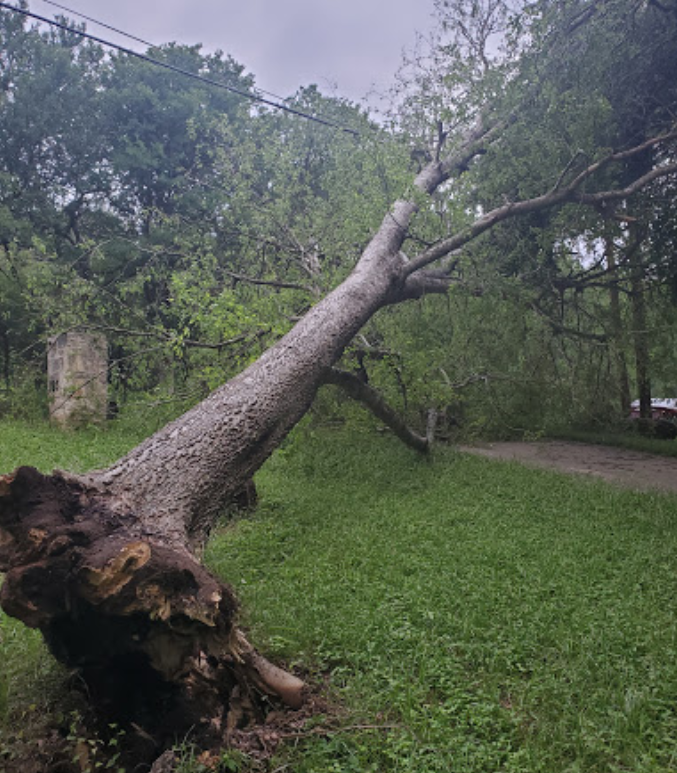 A tree that has fallen in the middle of a field.
