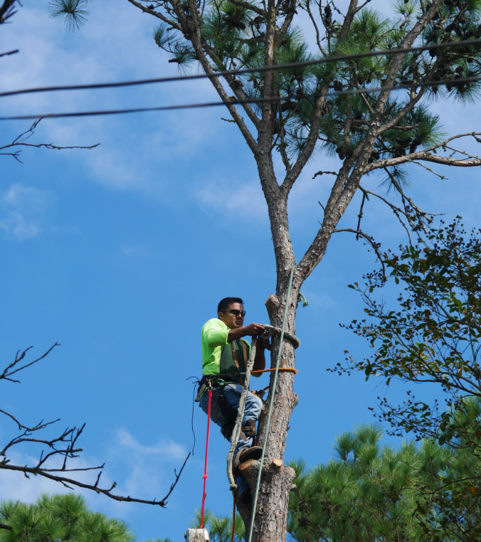 A man in a green shirt is climbing a tree