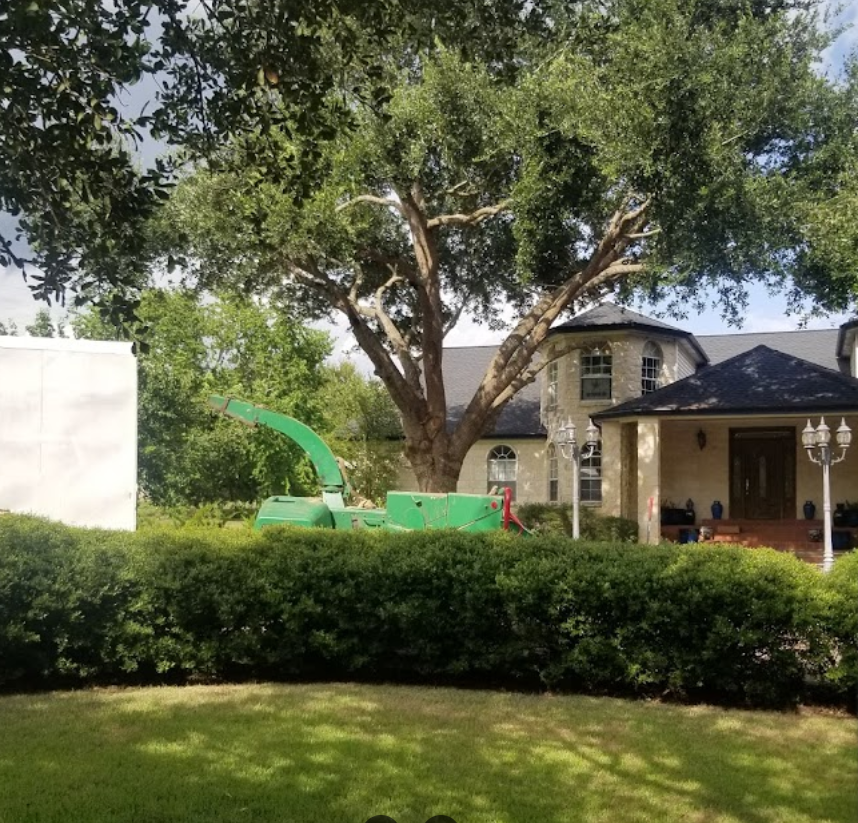 A house with a large tree in front of it